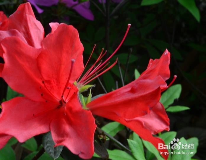 杜鹃花养殖方法