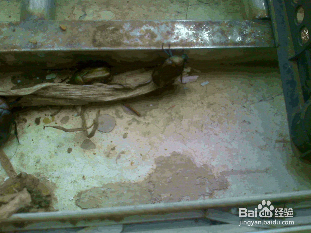 #智能# 老年人用相机捕捉甲克虫吃香瓜的画面