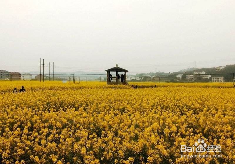 湖南衡山萱洲古镇一日游