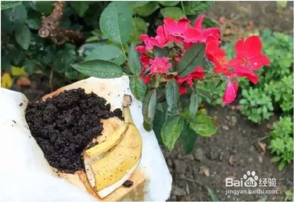 如何养花不招虫