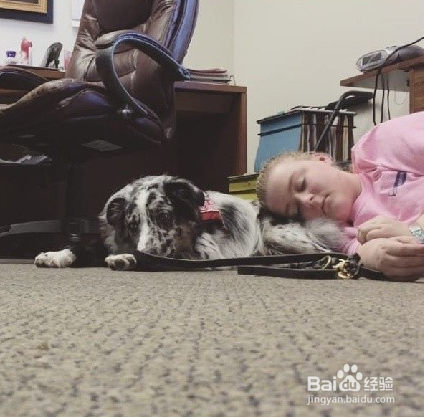 癫痫女孩病魔加身,最后与服务犬一见钟情,看哭