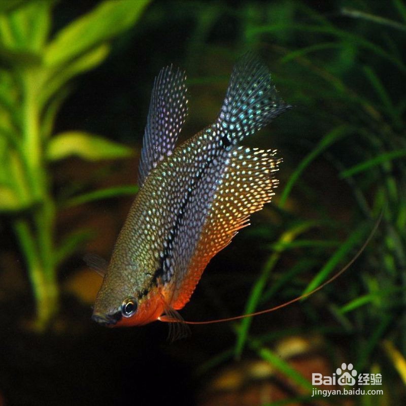​怎样鉴别和繁殖珍珠玛丽鱼