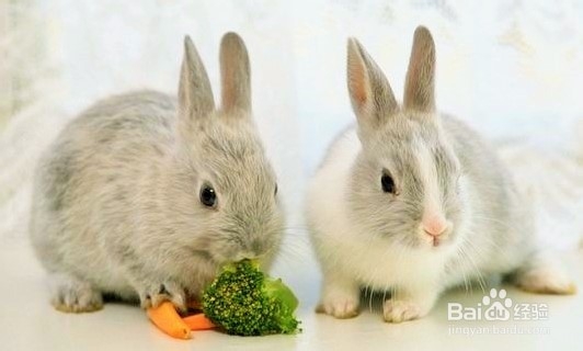 养活兔兔的条例之