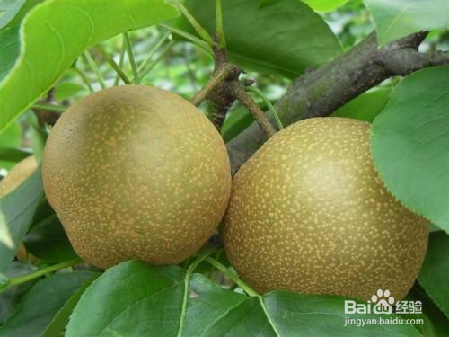 冰糖红枣炖雪梨的做法