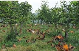 玉米地如何结合养殖