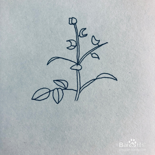 教你一步步绘画丹参植物简笔画