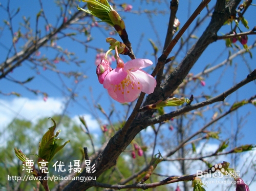 赏樱花——北京旅游攻略