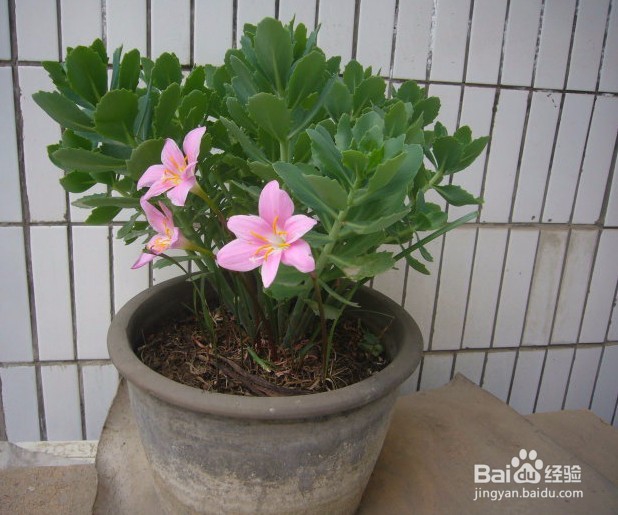 室内养花施肥技巧