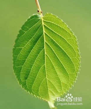 教你如何用桑叶减肥