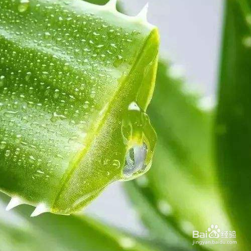芦荟灌肤的手法及流程