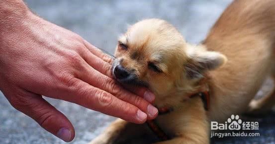 狗狗喜欢咬手怎么办
