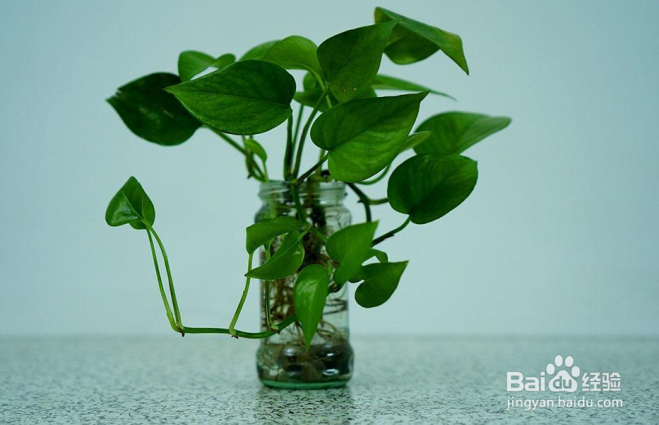 冬天能中午浇水的花有哪些？