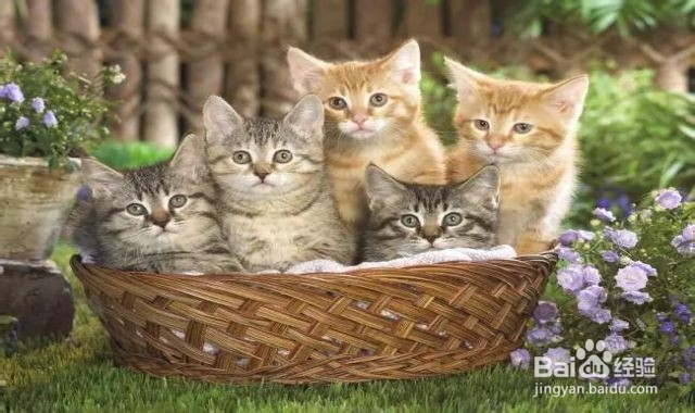 得狂犬病的猫什么样子