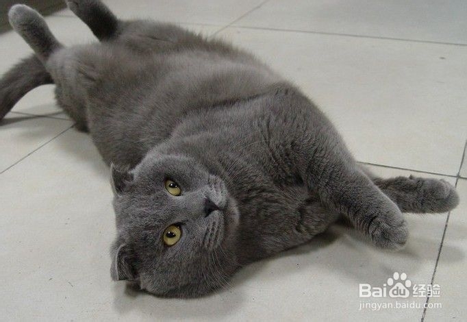 苏格兰折耳猫怎么养