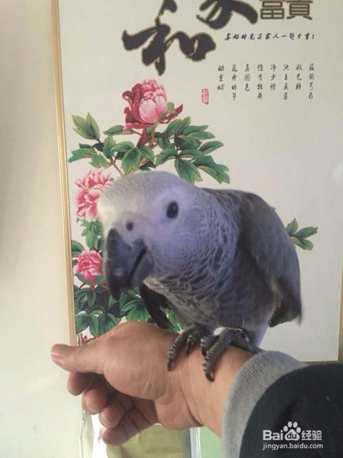 如何教灰鹦鹉学习说话