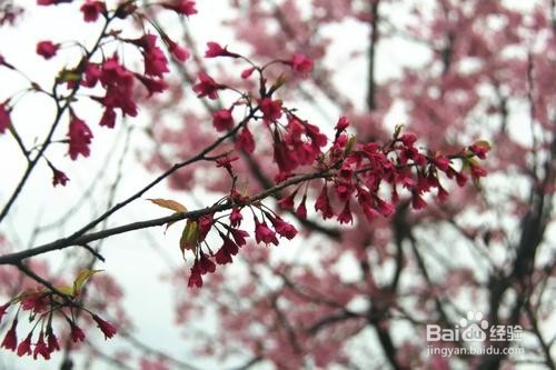 樱花盆景的养护方法和注意事项