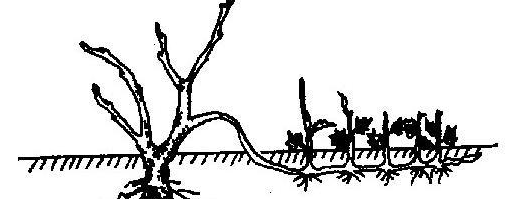 扦插快速生根的简单实用小方法