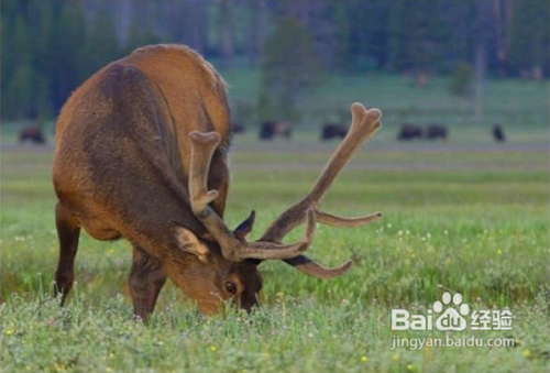 黄石公园、羚羊彩穴、太浩湖旅游攻略
