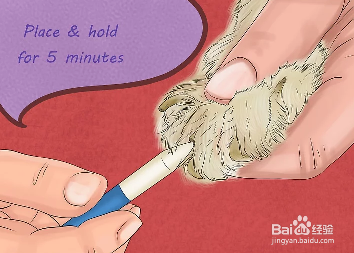 如何给狗狗的趾甲床止血