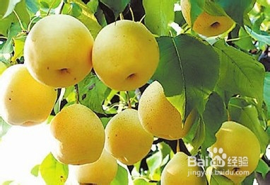 吃梨的各种好处