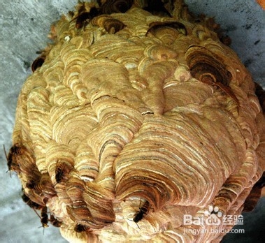 治疗牙痛的偏方