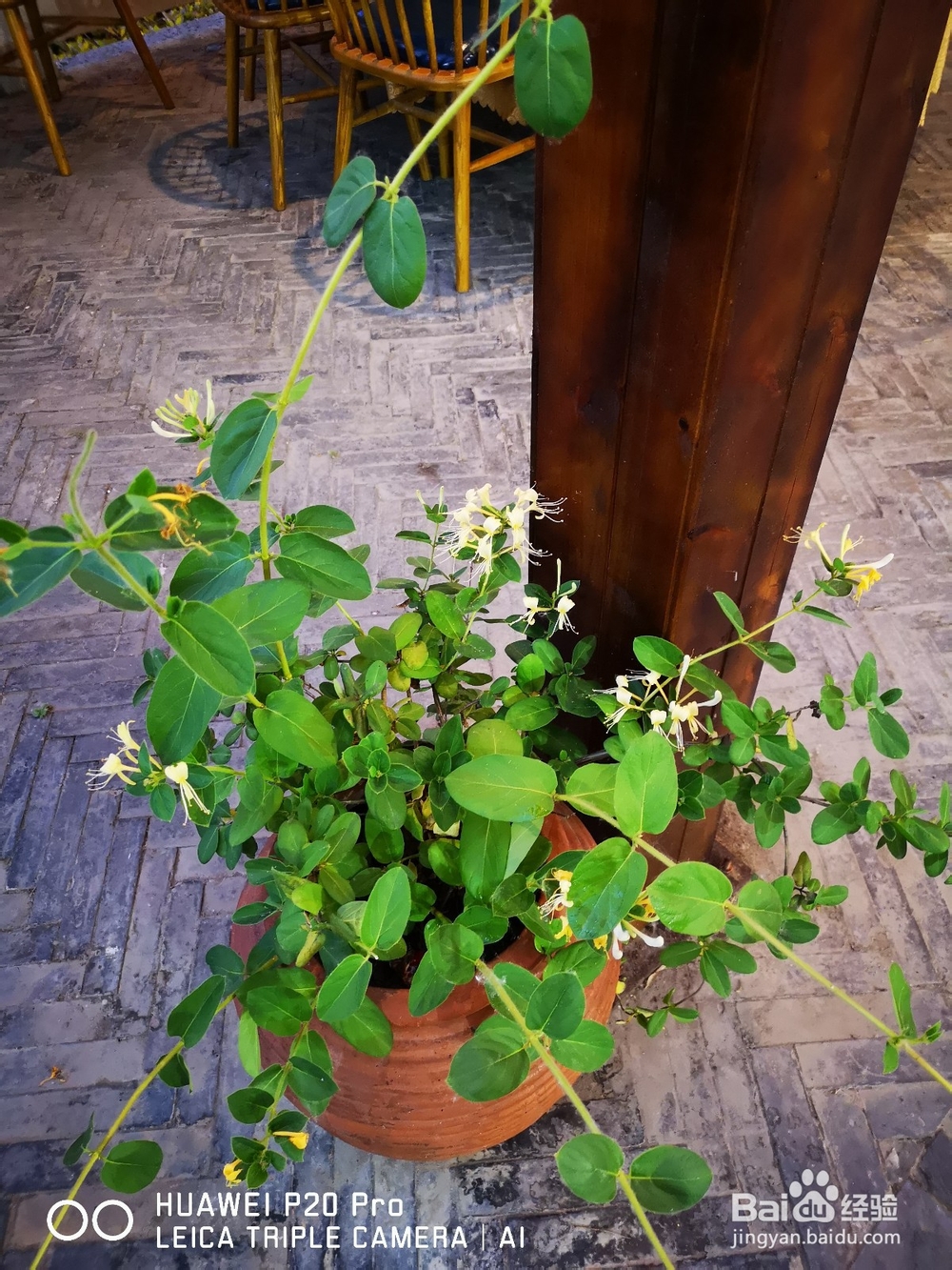 园艺3——金银花的养护