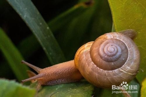 蜗牛吃什么怎么养