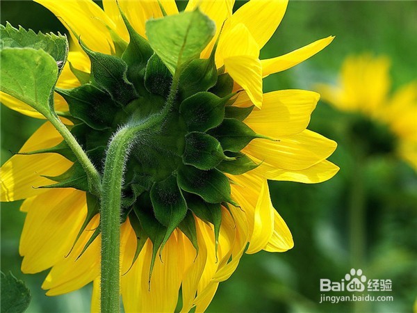 向日葵要如何养护