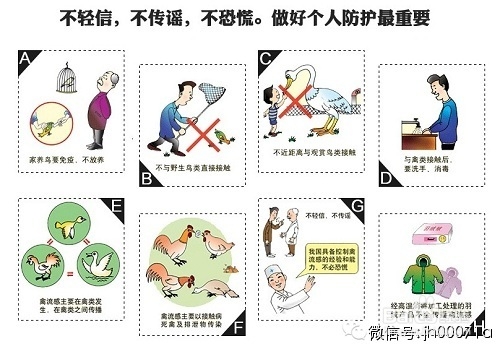 三个有效预防禽流感的方法