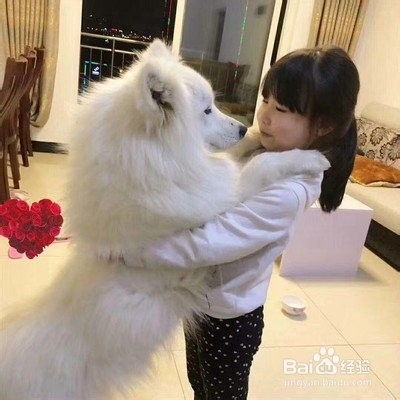 犬处方粮怎么喂