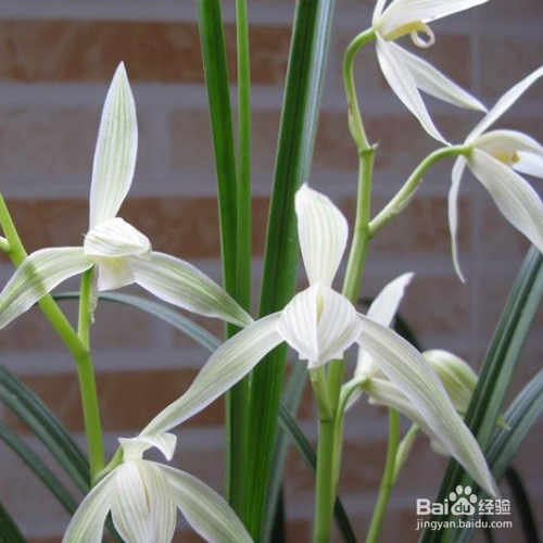 发现家里养的大雪素叶子发黄怎么办