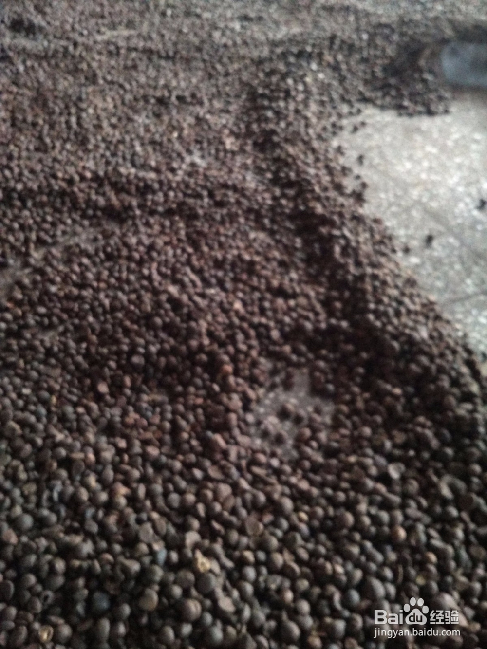 山羊洞特色产品茶油简介