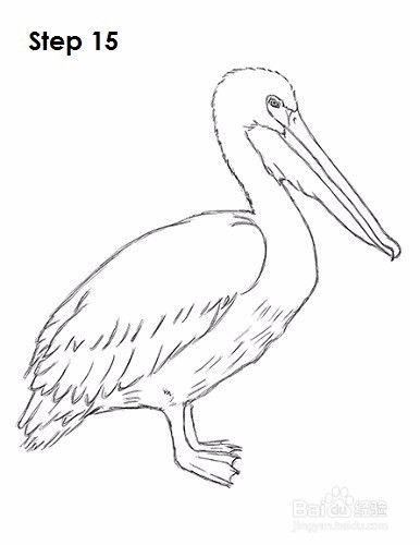 如何画一只鹈鹕——加菲的吃货生活