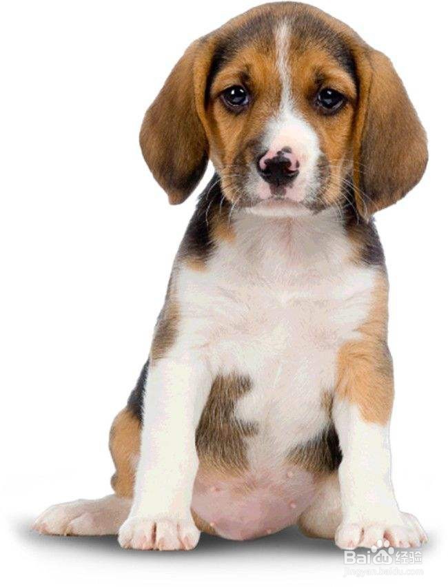 狗狗绦虫怎么彻底清除