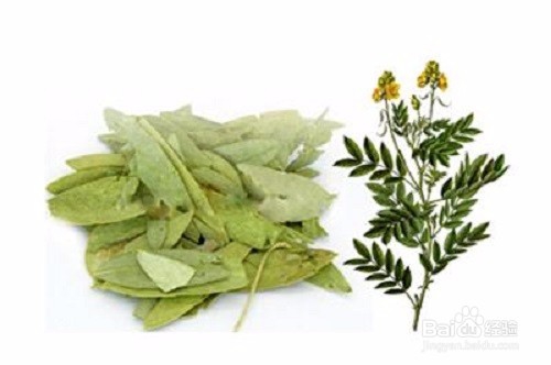 番泻叶的作用与副作用