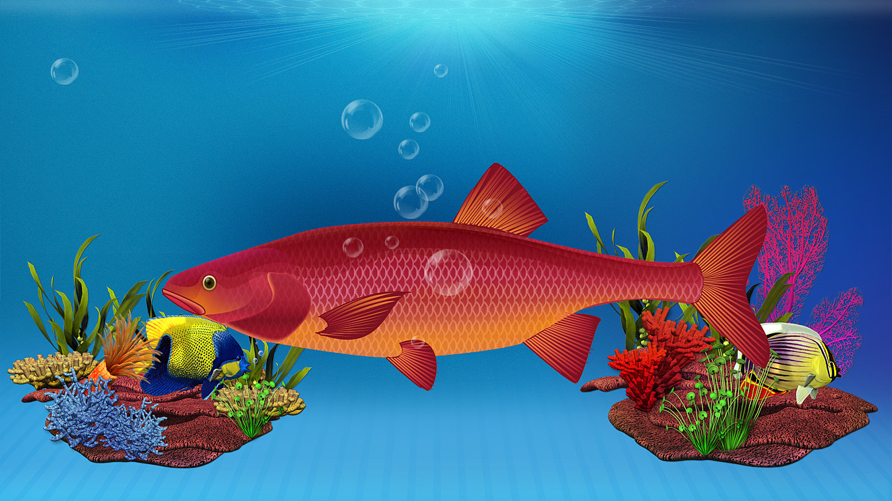 鱼是怎样受精的