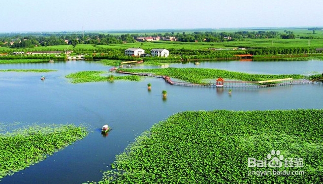 白洋淀一日游 荷花森林中飞翔
