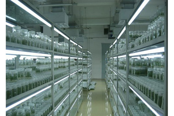 植物组织培养的三种途径