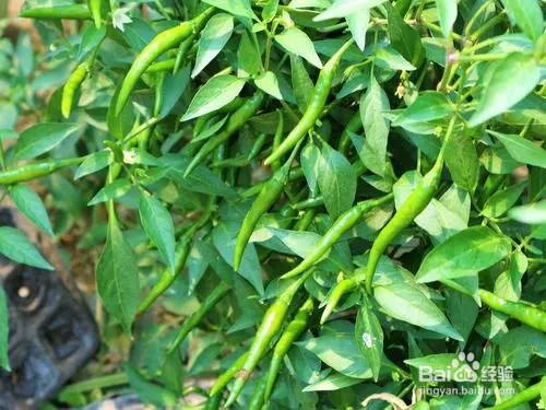 辣椒苗只长高不开花怎么办