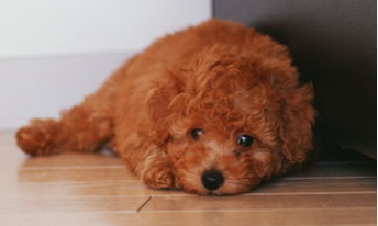泰迪犬怎样训练