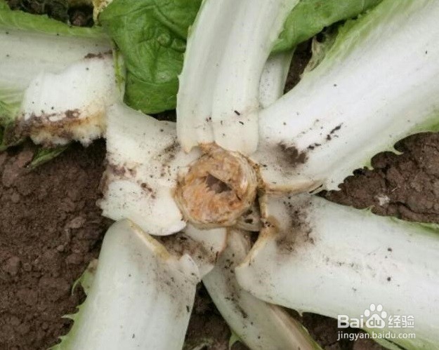 白菜烂根烂心怎样防治?