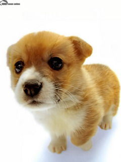 怎样科学的养狗狗，狗狗常见问题处理