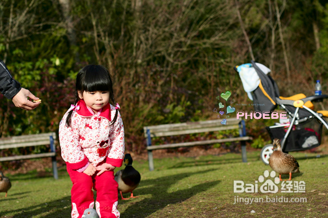 棒棒糖女孩和温哥华绿头鸭(组图)