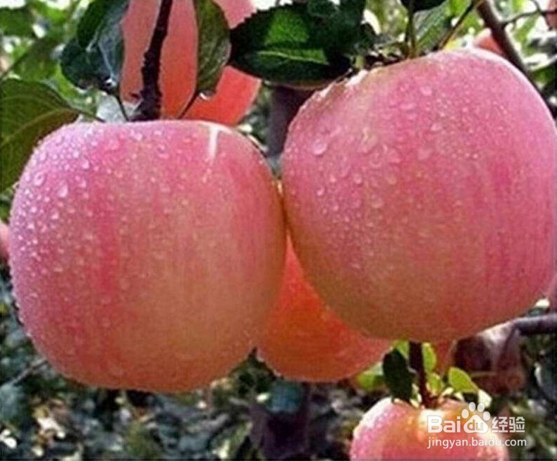 坐在马桶上拉不出来怎么办