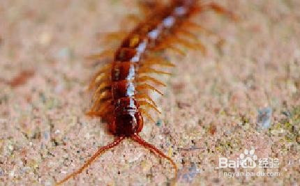 下水道爬出蜈蚣怎么办