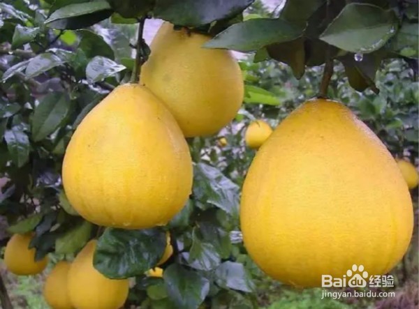 吃柚子的益处大大滴!