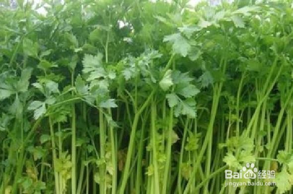 吃芹菜的注意事项