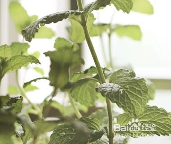 薄荷茶——清清凉凉的味道