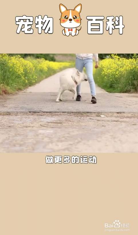 养狗有哪些好处呢