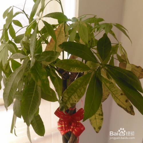 发财树掉叶子一碰就掉